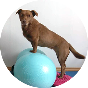Labrador Dackel Mix Hund auf Physioball