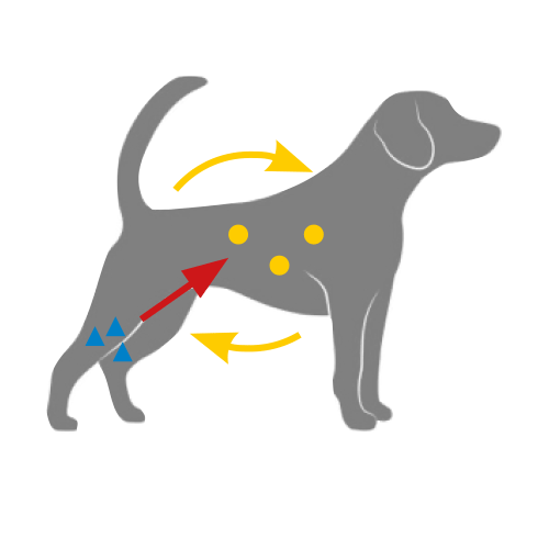 flexadin-osteoarthrose-grafik-3 Freies Kollagen wird von Immunsystem als körperfremd erkannt