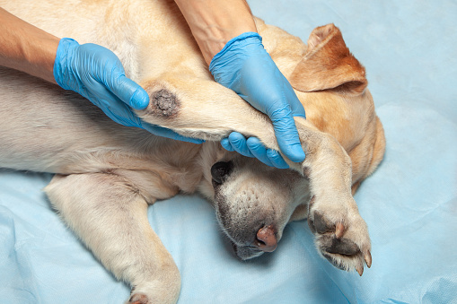 Hund mit gebeugtem Ellbogen beim Tierarzt Hund beim Tierarzt Symbolbild: Symptome von Arthrose beim Hund: mit gebeugtem Ellbogen