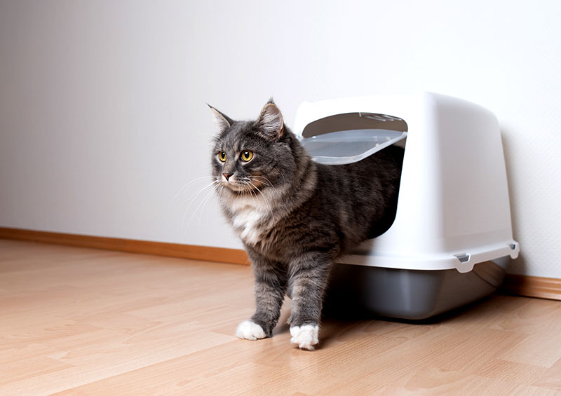 flexadin-katze-katzenklo Katze ohne Gelenkschmerzen und Arthrose steigt aus dem Katzenklo