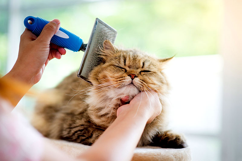 flexadin-katze-bürste Katze ohne Gelenkschmerzen und Arthrose wird massiert und gebürstet