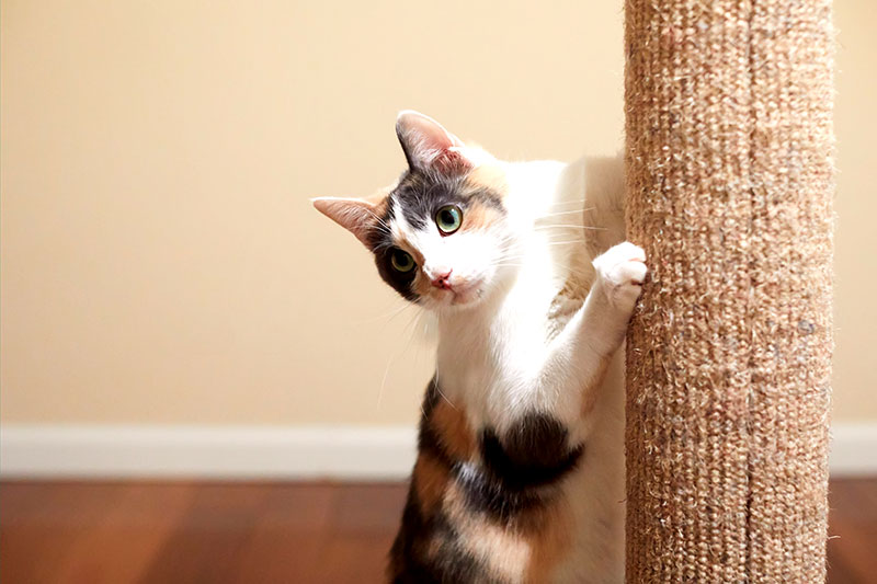 flexadin-katze-krallen-katzenbaum Katze ohne Gelenkschmerzen und Arthrose pflegt und schärft Krallen an Katzenbaum