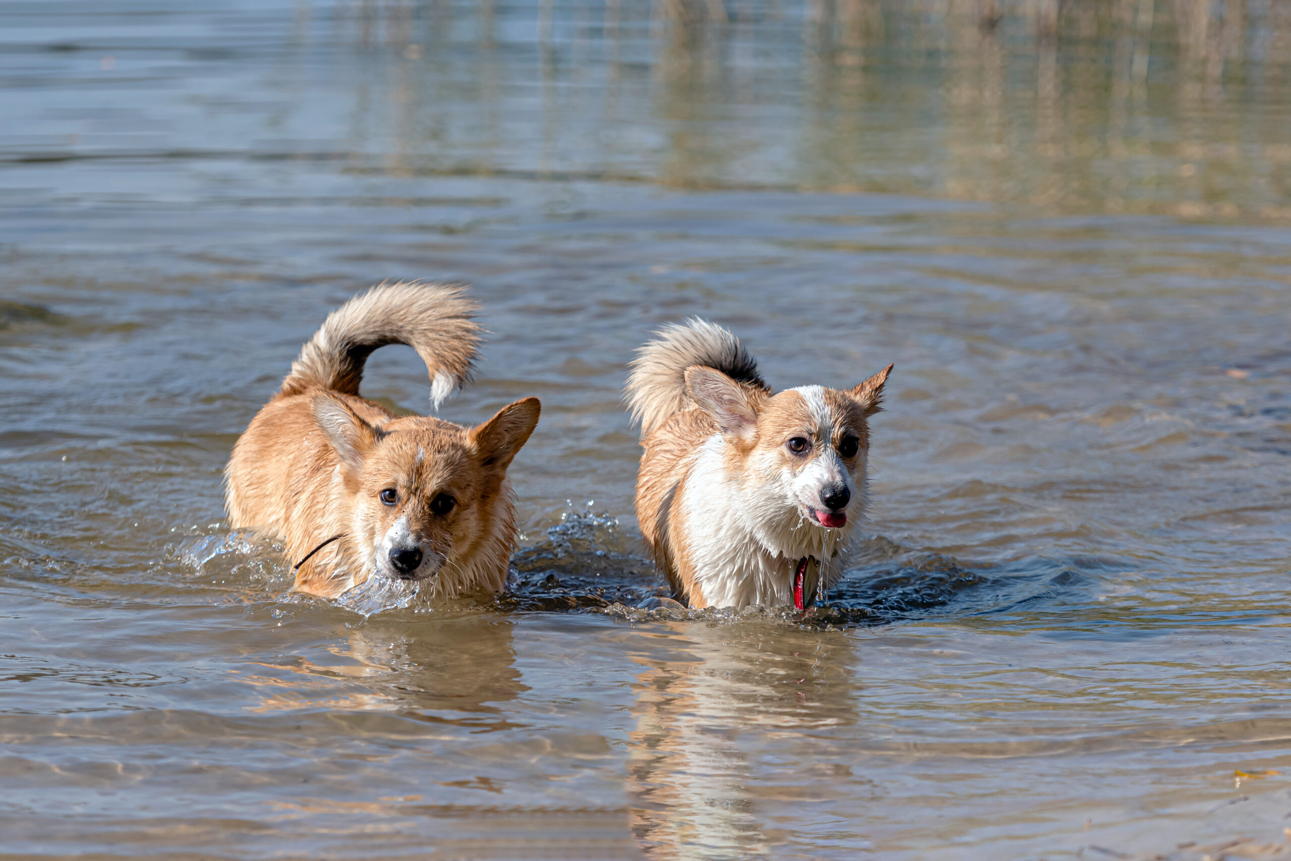 flexadin-corgie-hund-baden Zwei vitale Corgie Hunde beim baden