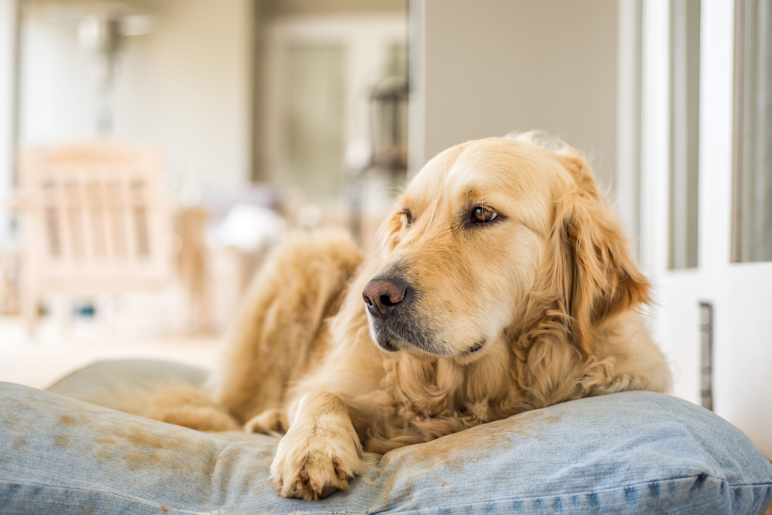 flexadin-goldenretriever-hundebett Golden Retriever mit gesundem Gelenkstoffwechsel auf Hundebett