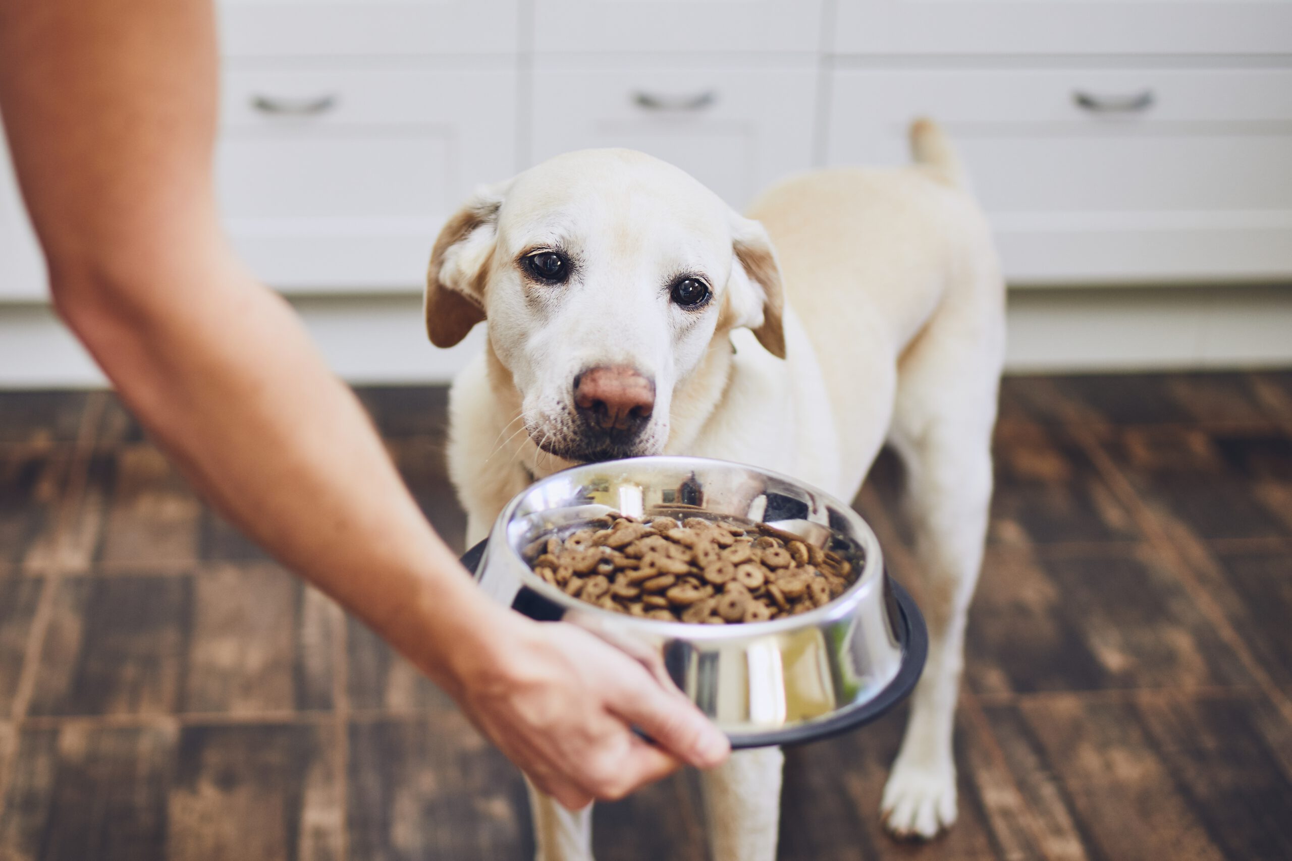 flexadin-labrador-kauleckerbissen Labrador wartet auf Flexadin Advanced Kauleckerbissen